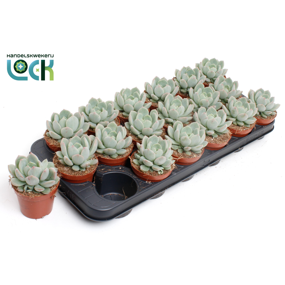 Echeveria Secunda.