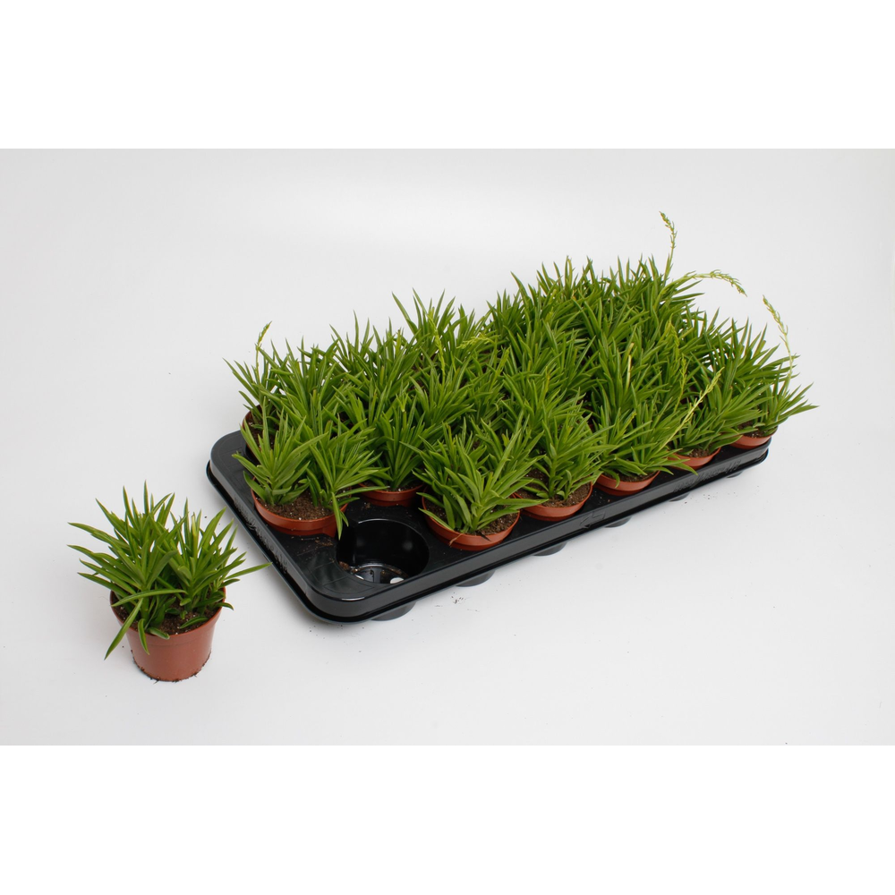 Peperomia Sweet Spark.