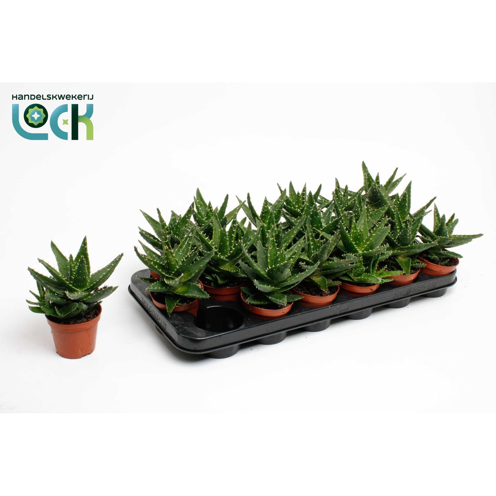 Aloë Mitriformis (Perfoliata).