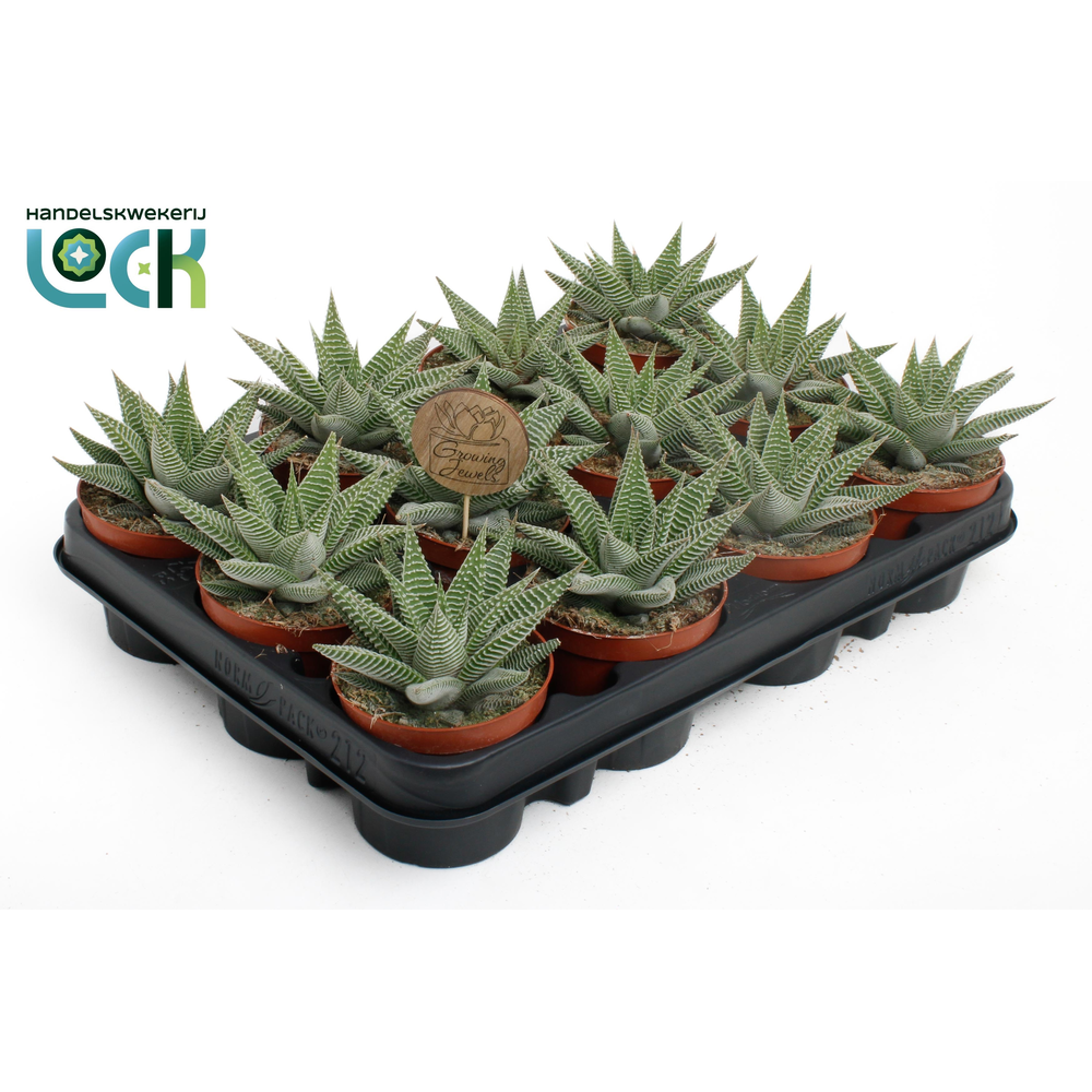 Haworthia Spider White.