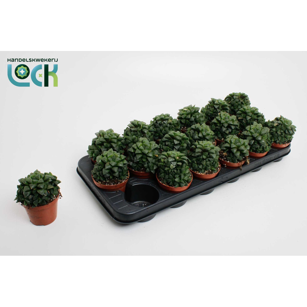 Haworthia Cymbiformis.