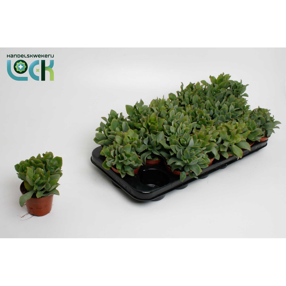 Crassula Arborensis Cristaat.