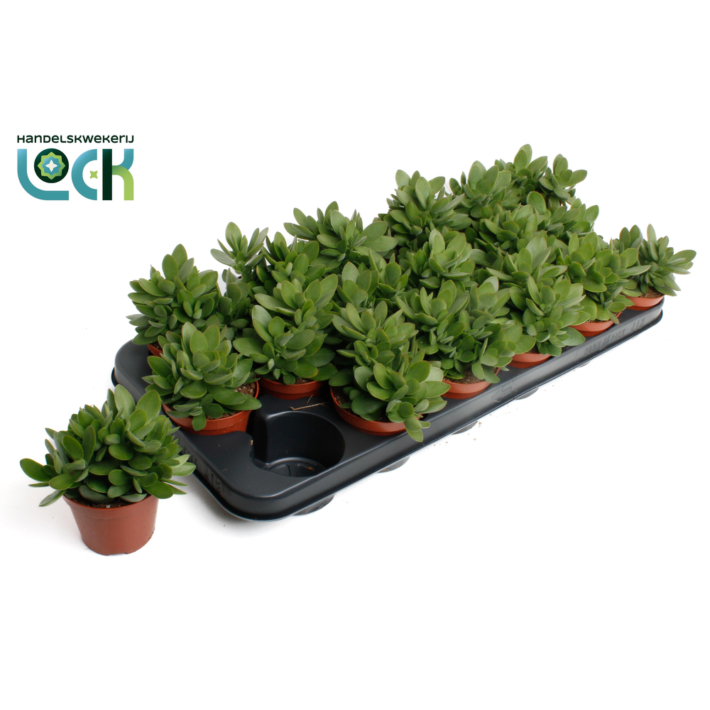 Crassula Moneymaker.