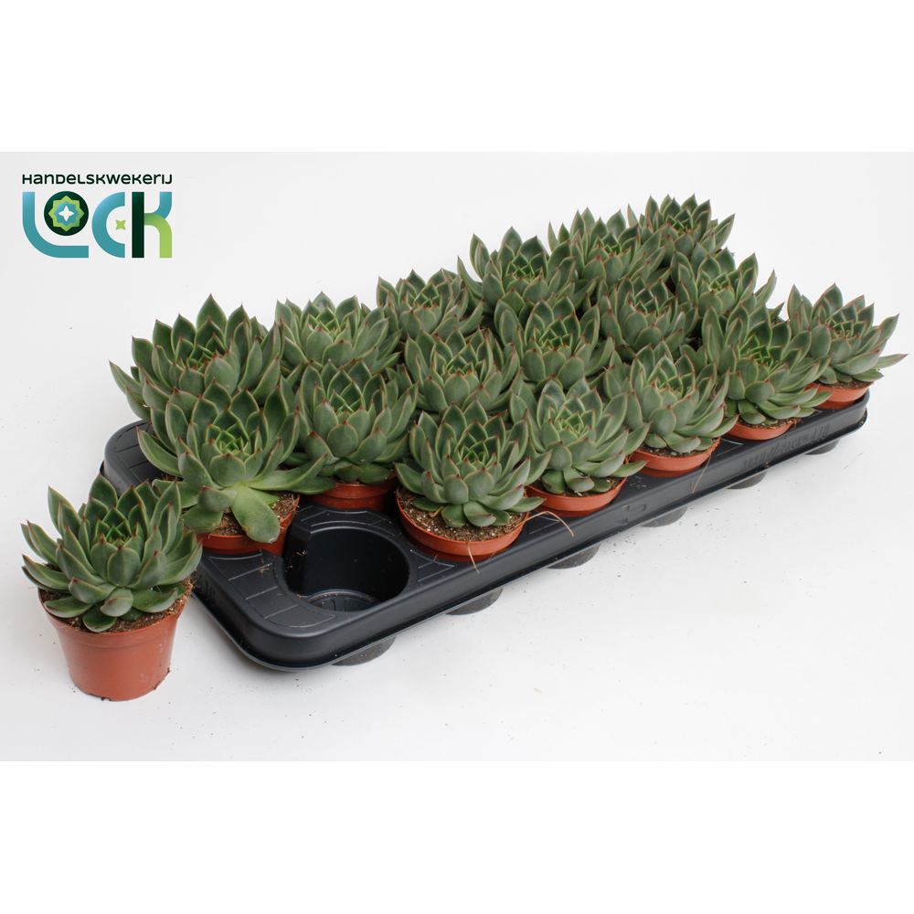 Echeveria Agavoides.