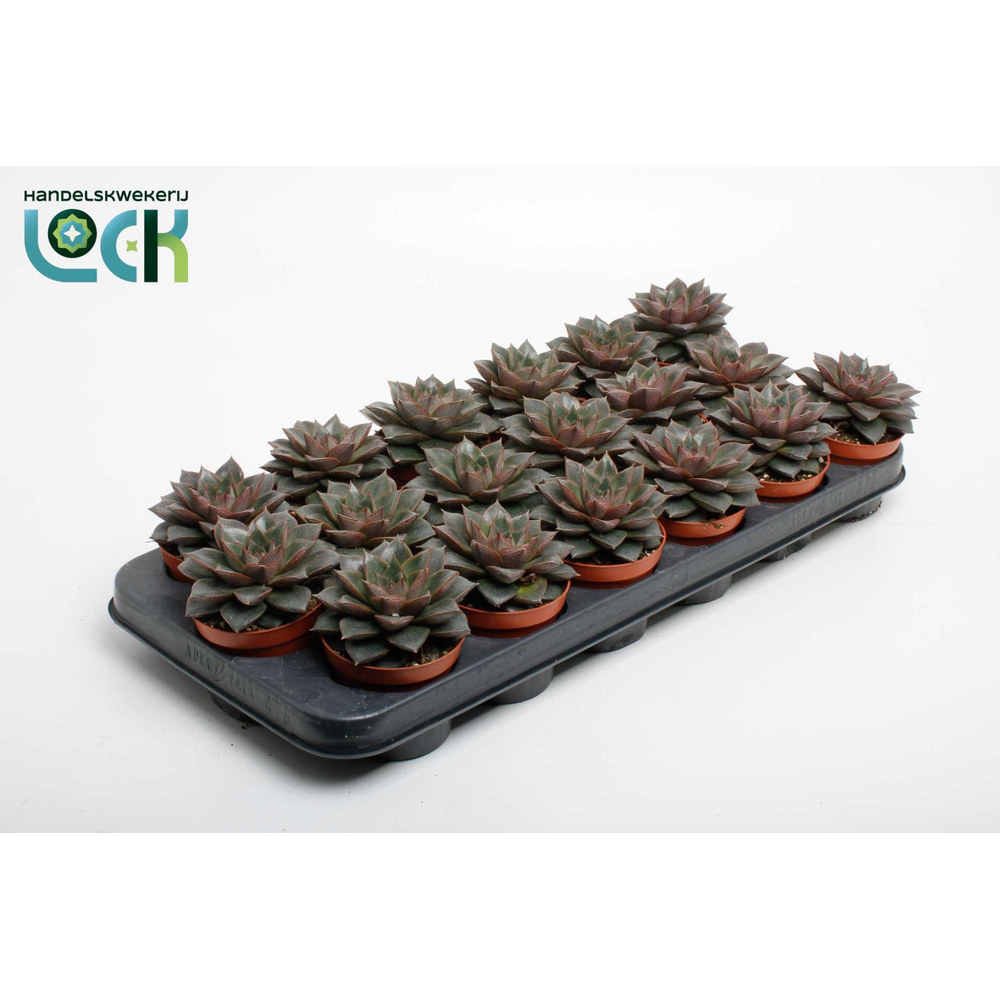 Echeveria Purpusorum.