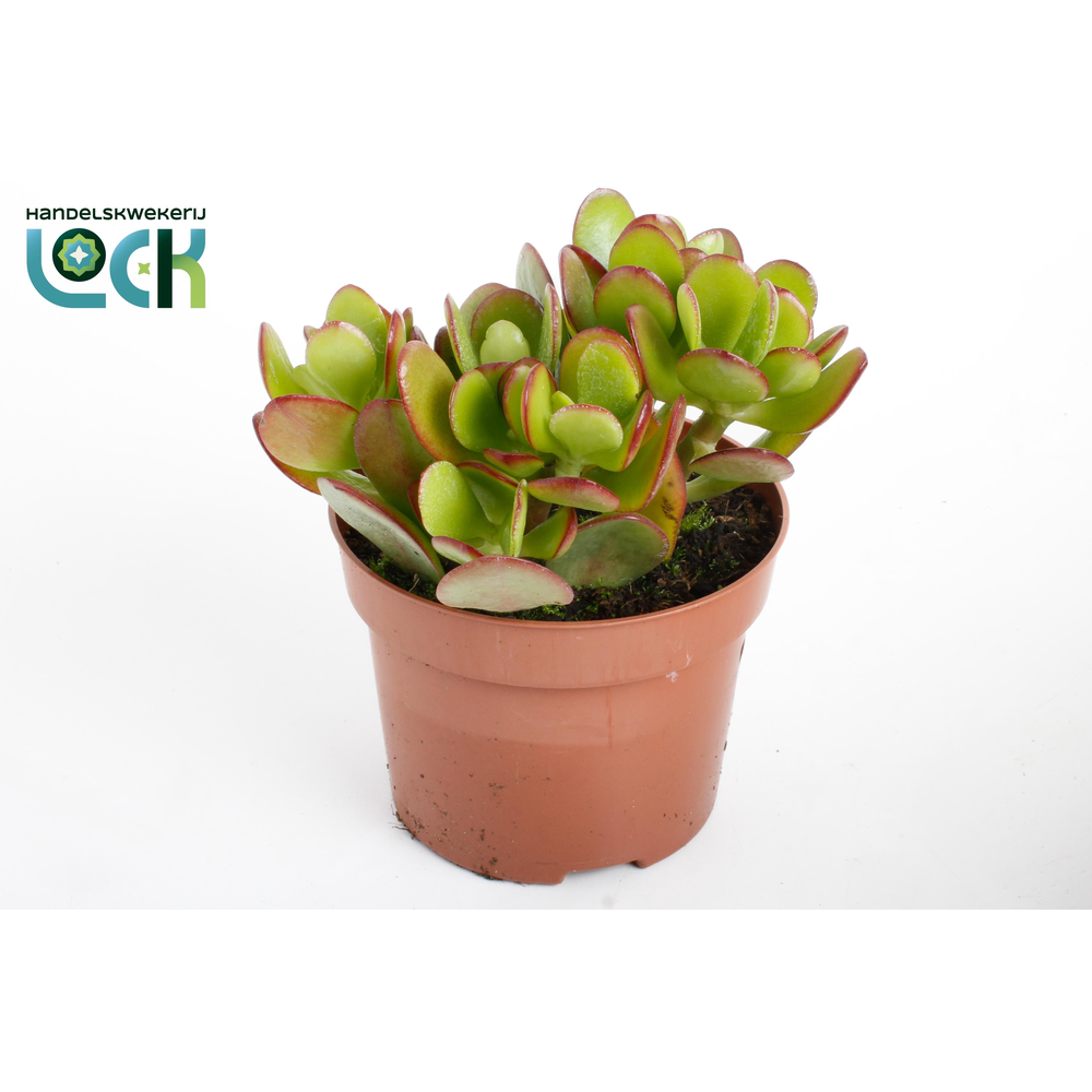 Crassula Argentea Ovata.