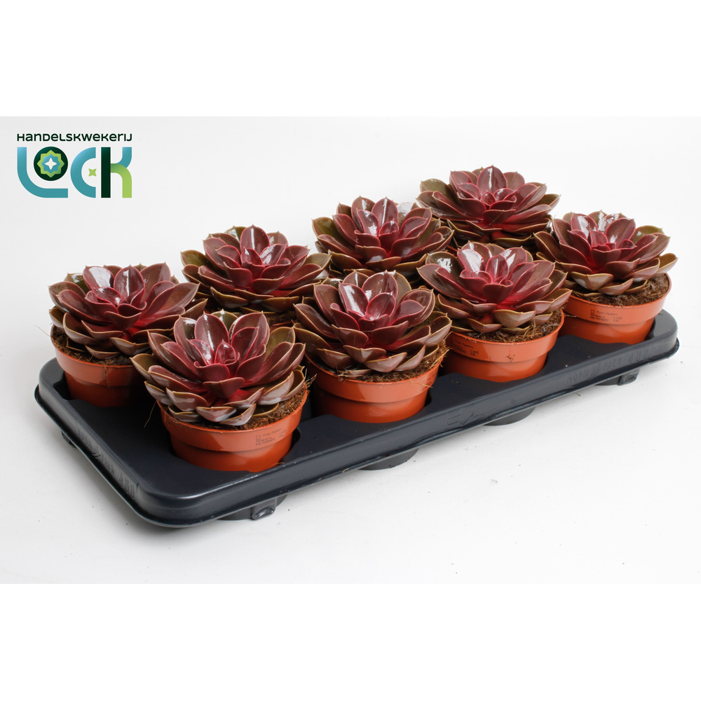 Echeveria Magic Red.