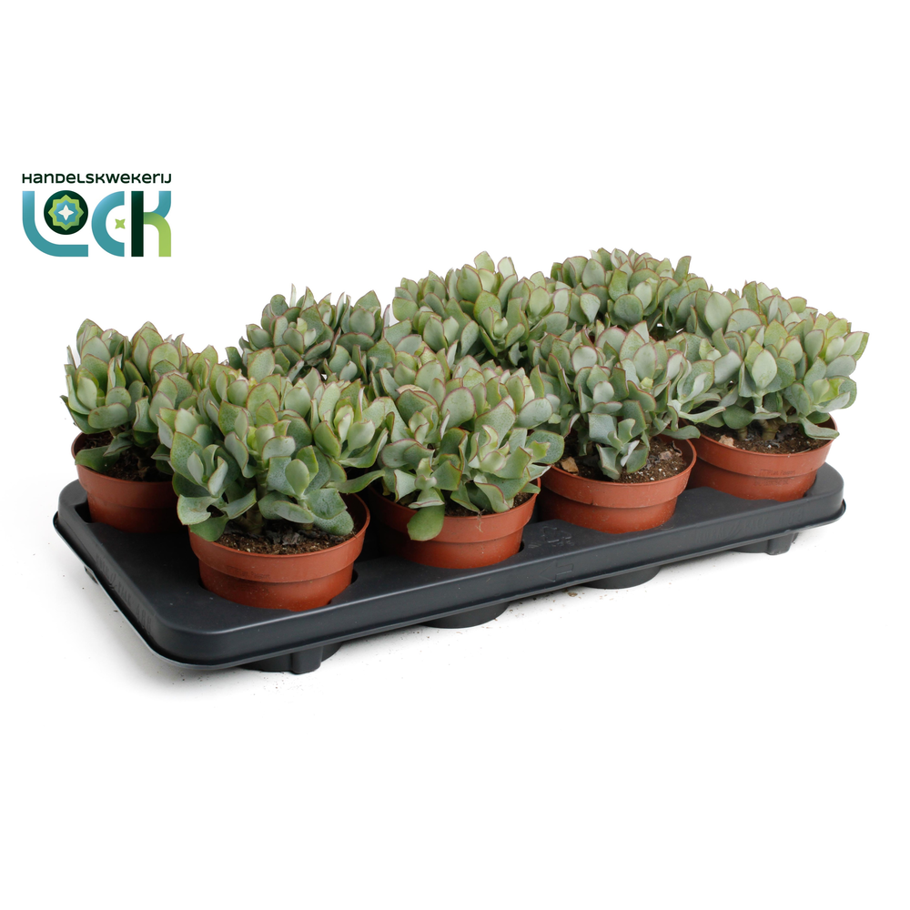 Crassula Arborensis Cristaat.