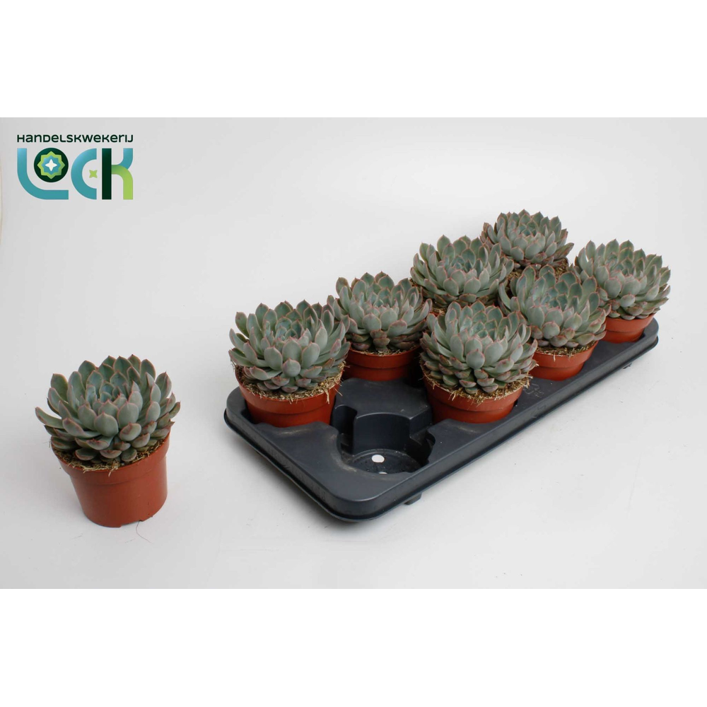 Echeveria Deremensis.