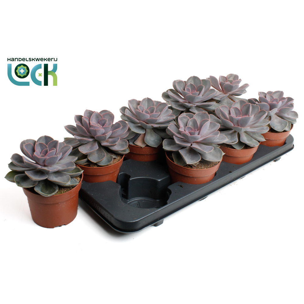 Echeveria Perle von Nurnberg.