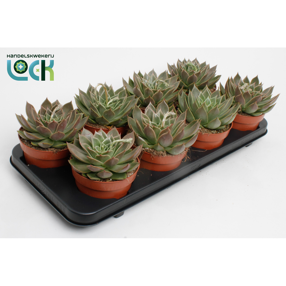 Echeveria Agavoides.