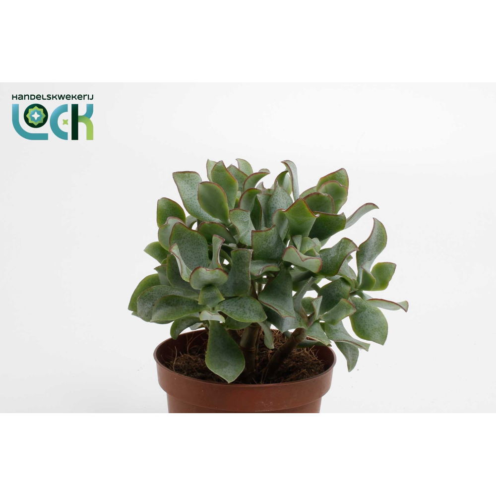 Crassula Arborensis Cristaat.