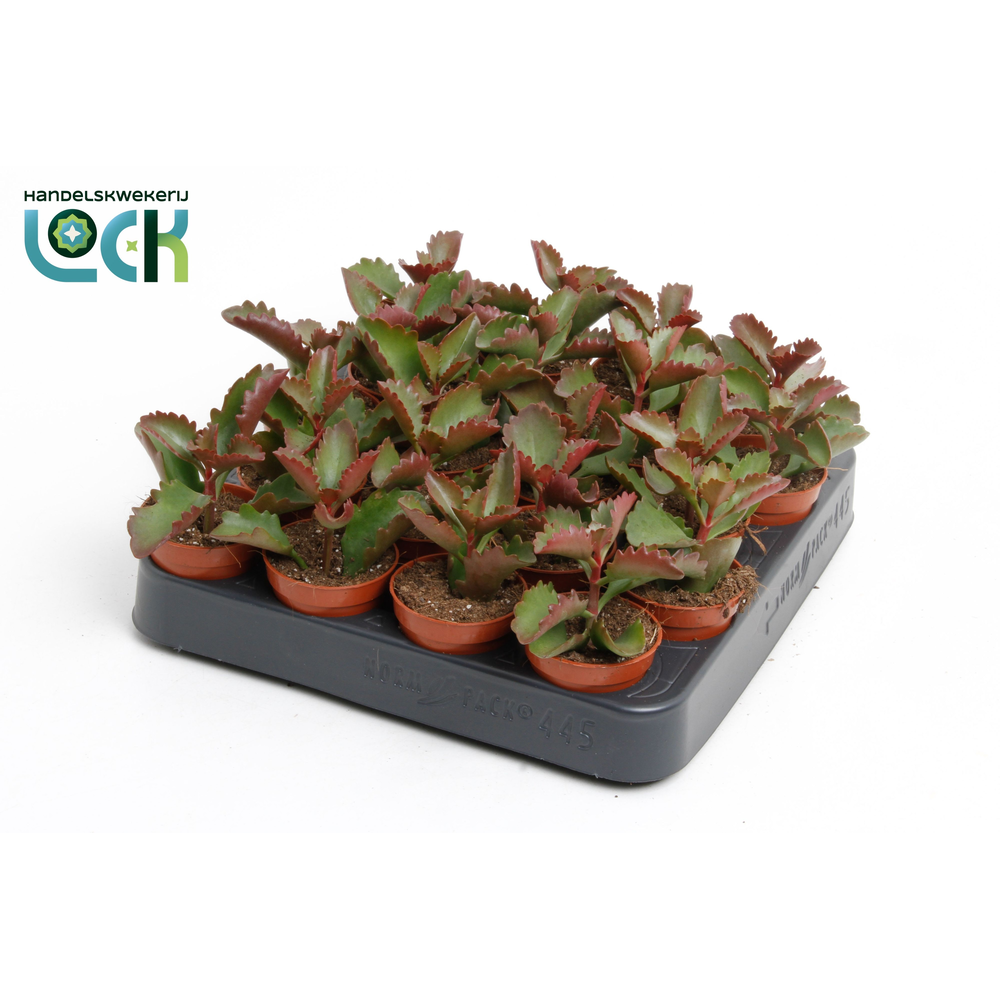 Kalanchoë Pinatum.