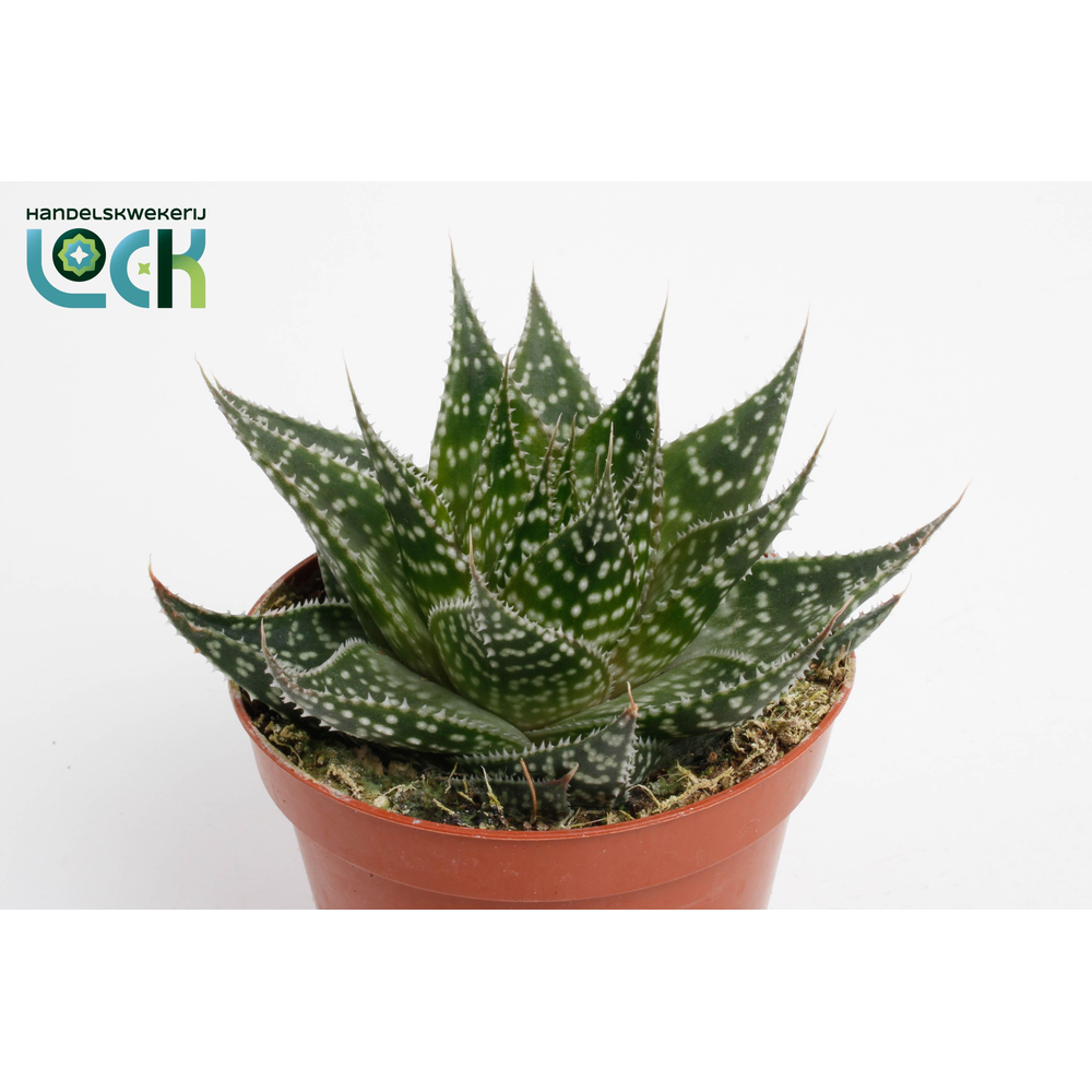 Aloë Aristata special.