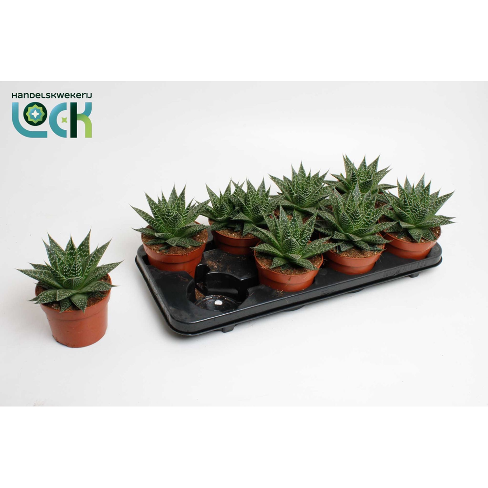 Aloë Aristata Special.