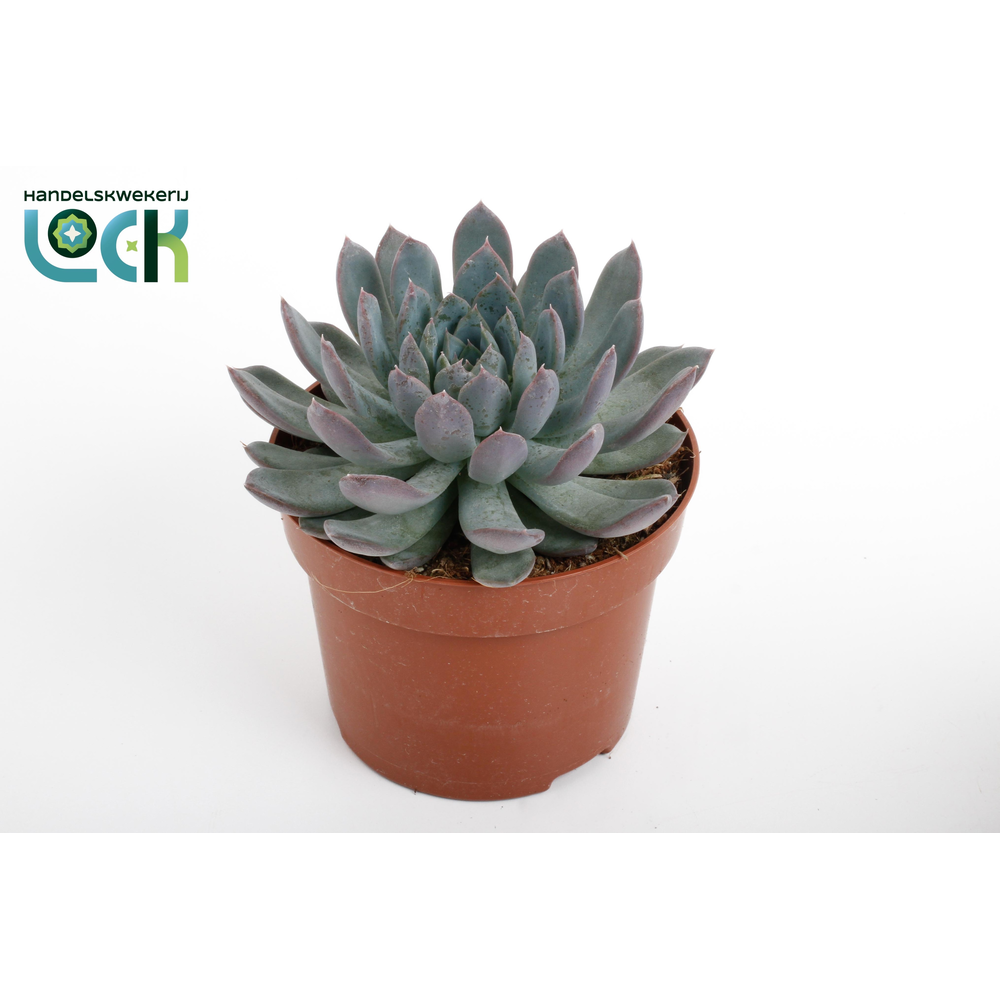 Echeveria Pelisuda.