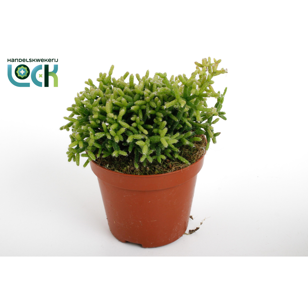 Rhipsalis Heteroclada.