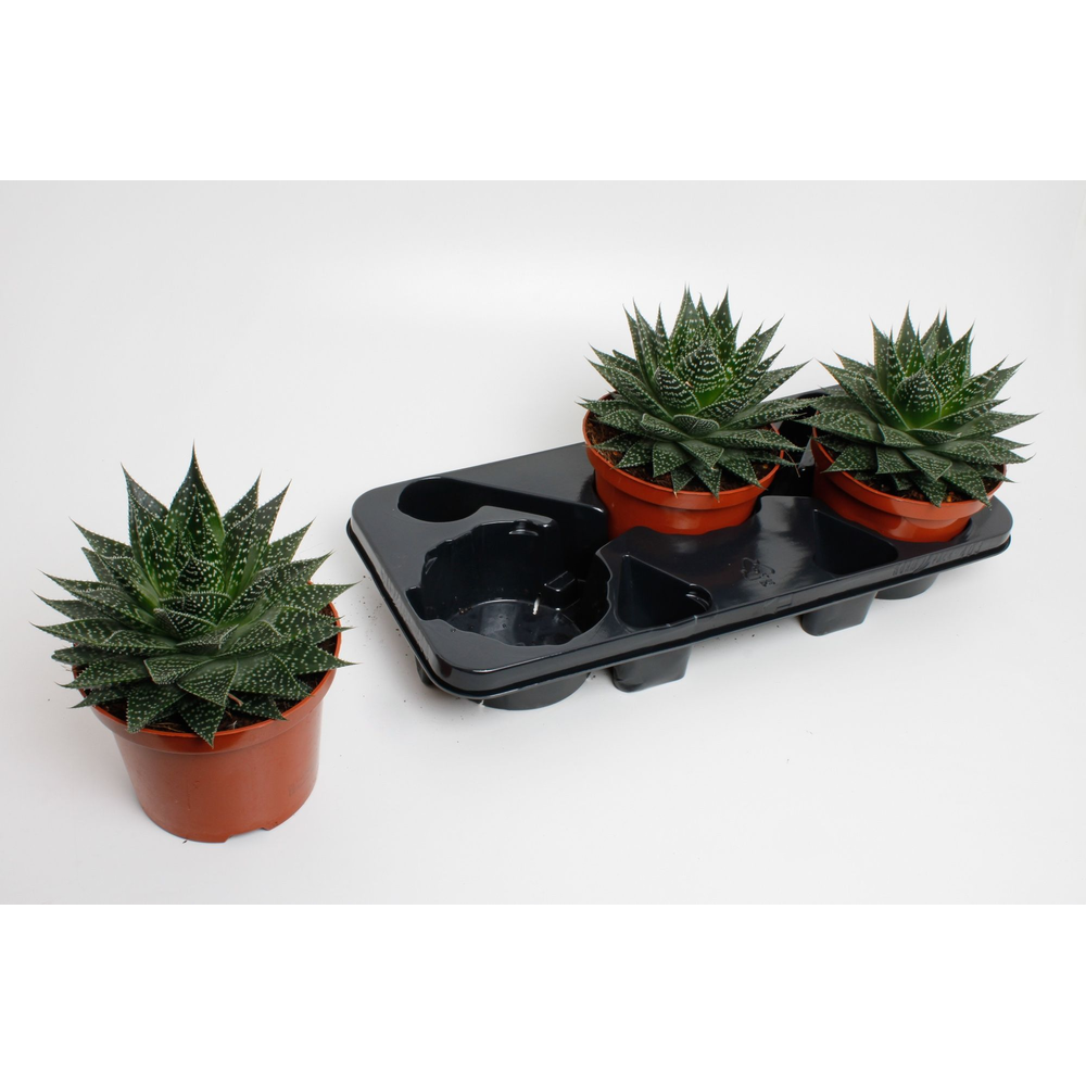 Aloë Aristata special.