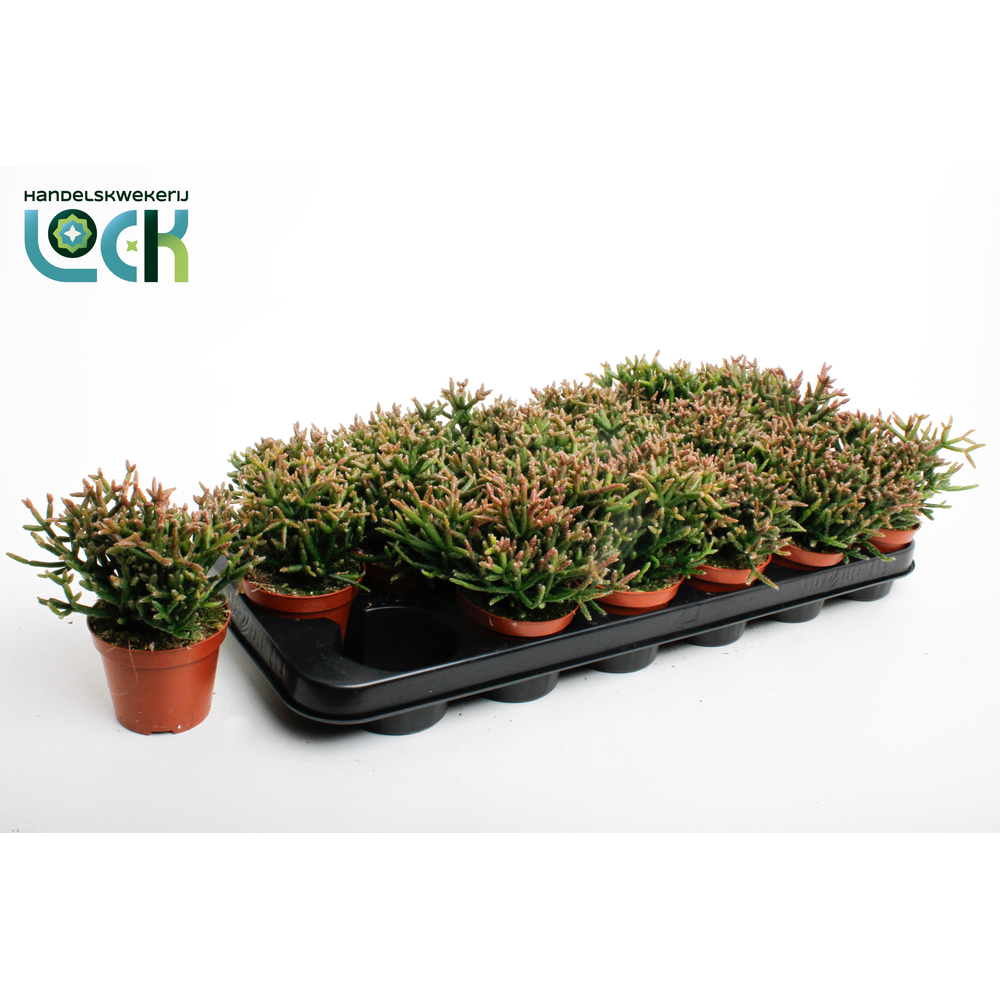 Rhipsalis Burchellii.