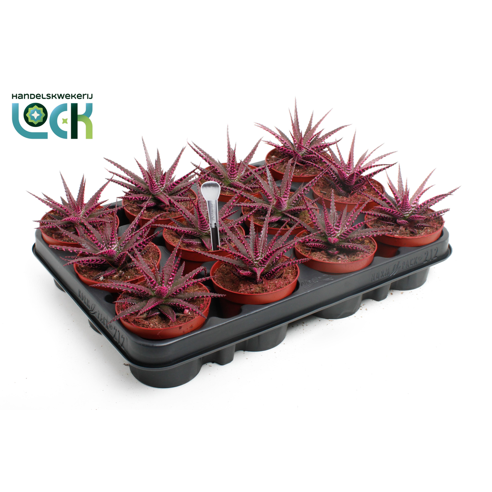 Haworthia Big Band Makeupz Roze.