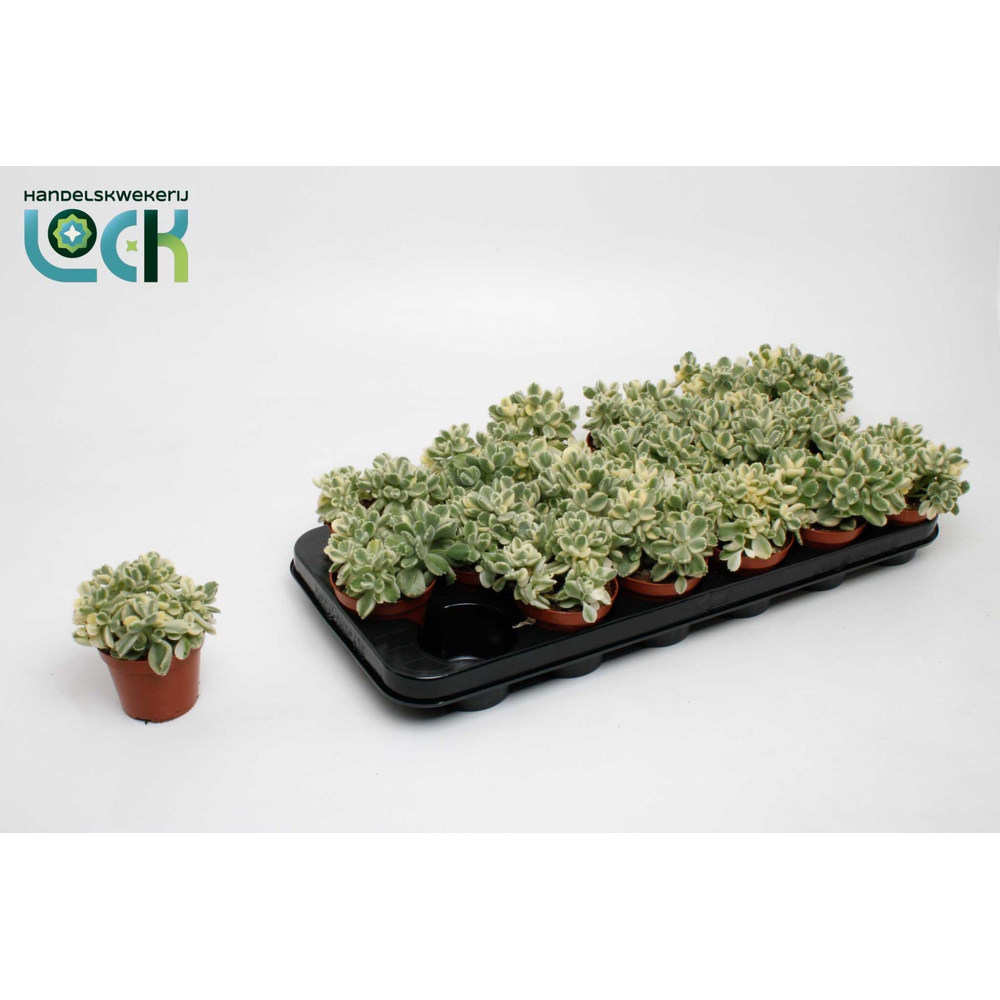 Cotyledon ladismithiensis Varigata.