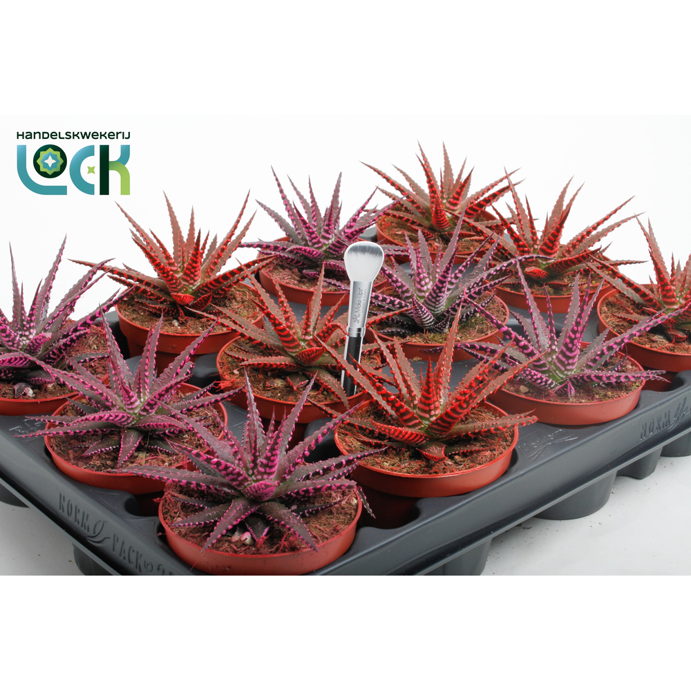 Haworthia Big Band Makeupz mix.