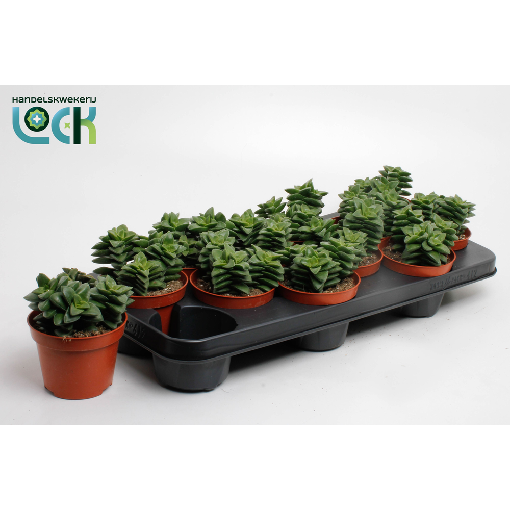 Crassula Spring Time.