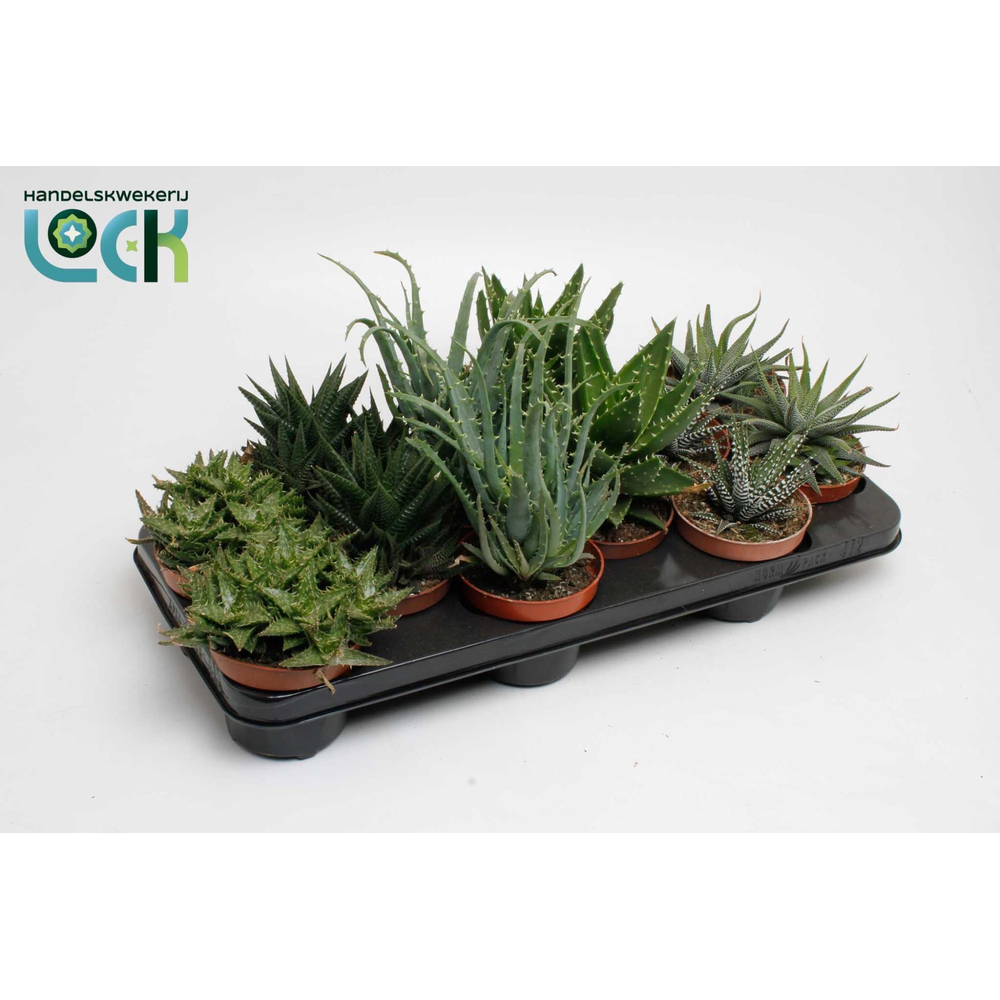 Aloë-Haworthia Mix.
