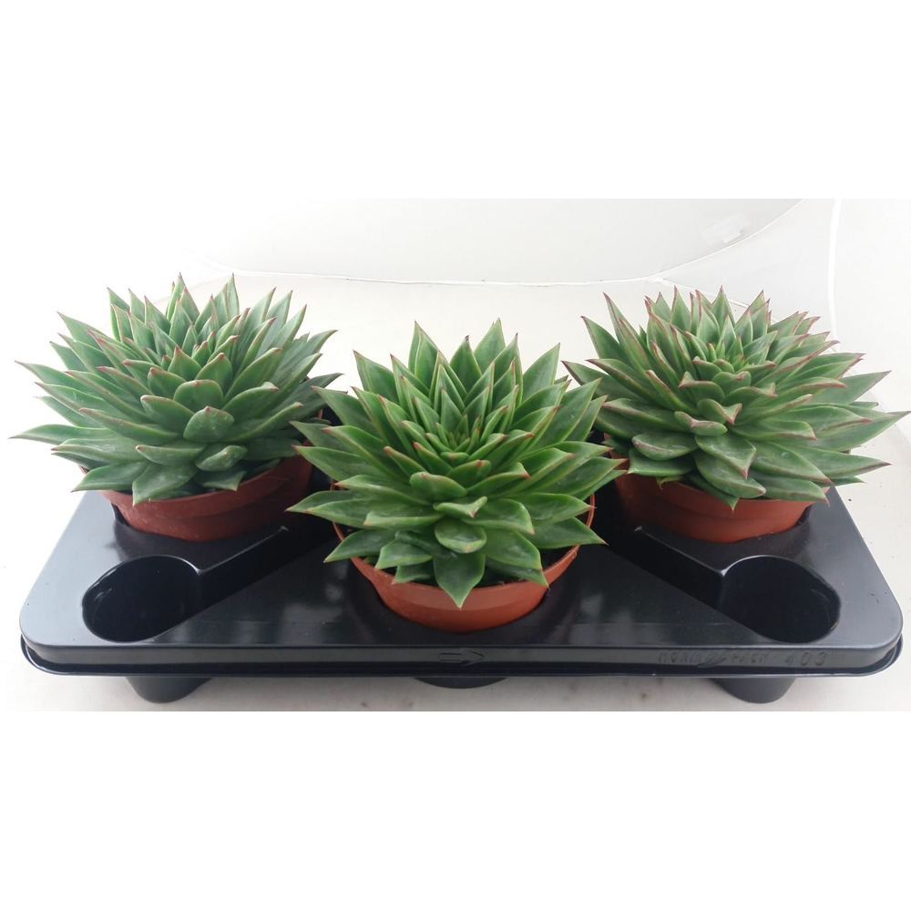 Echeveria Lip Stick.