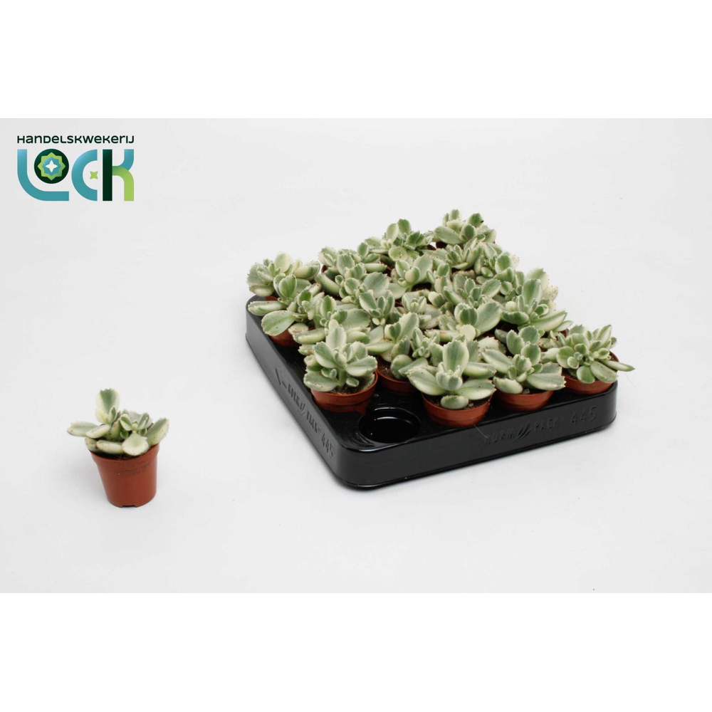 Cotyledon ladismithiensis Varigata.