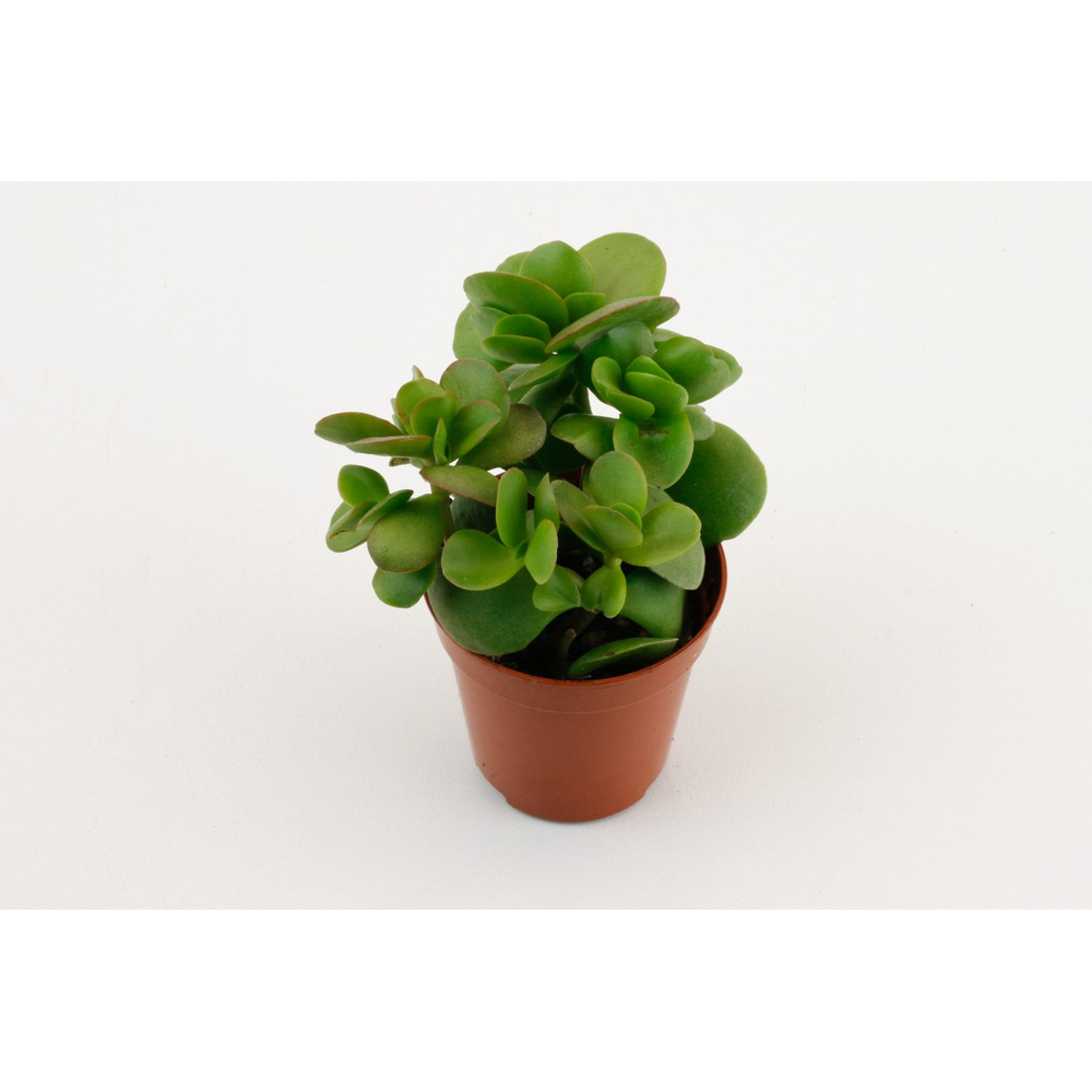 Crassula Moneymaker.