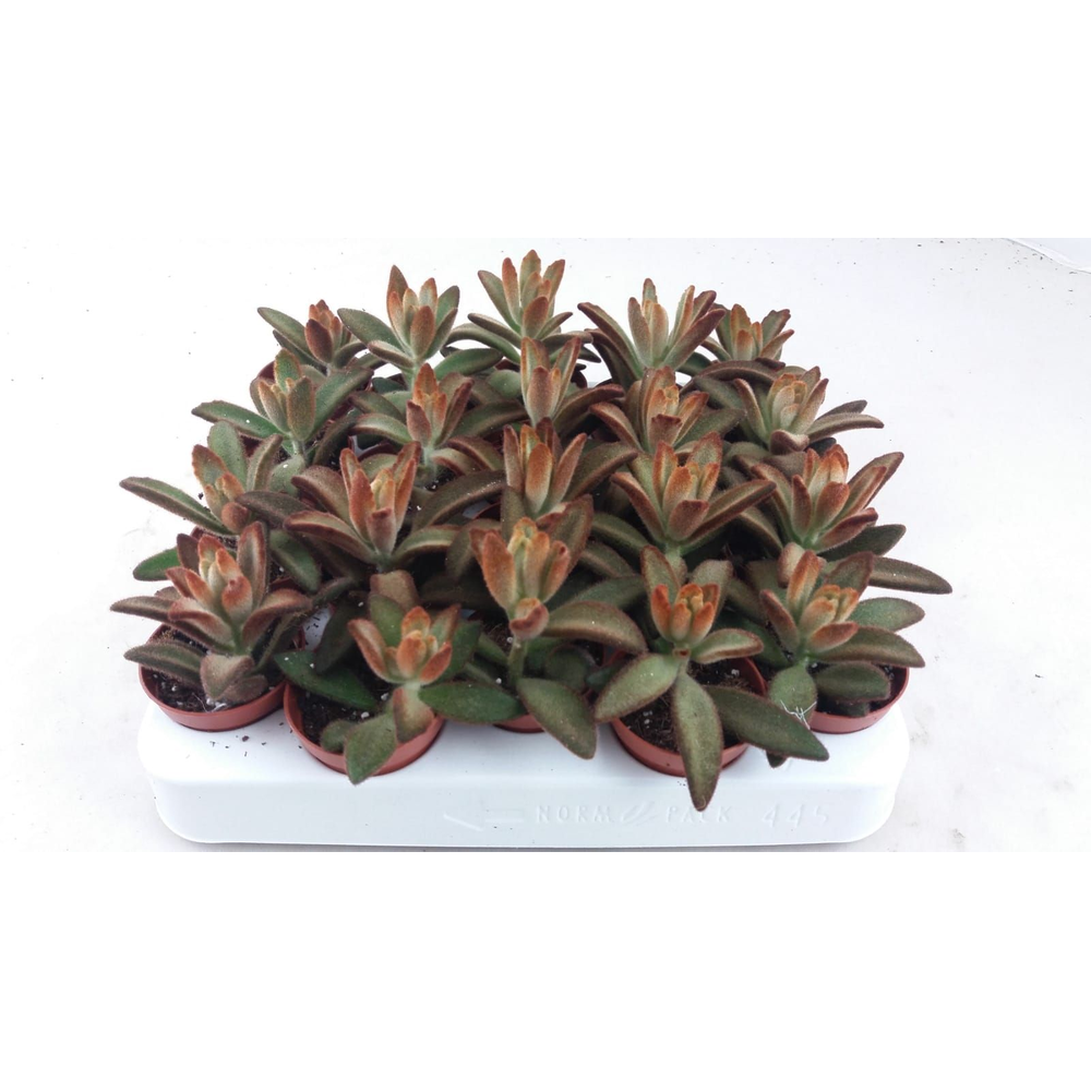 Kalanchoë Tomentosa brown.
