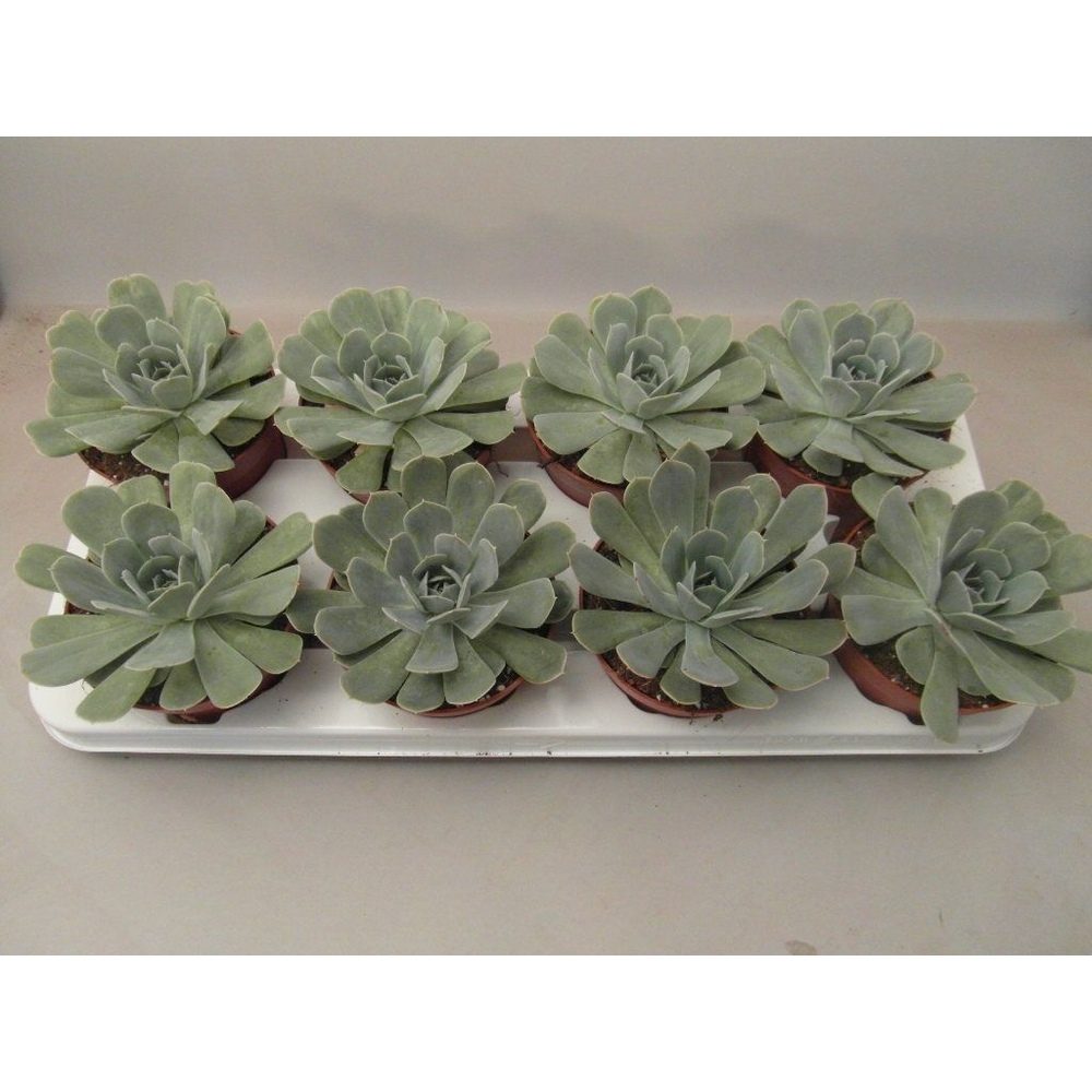 Echeveria Minima.