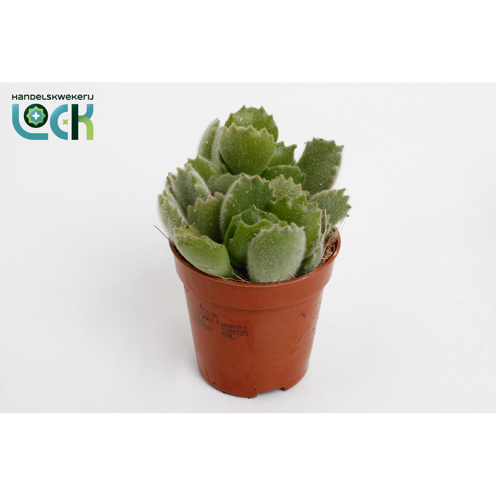 Cotyledon Ladysmithiensis.