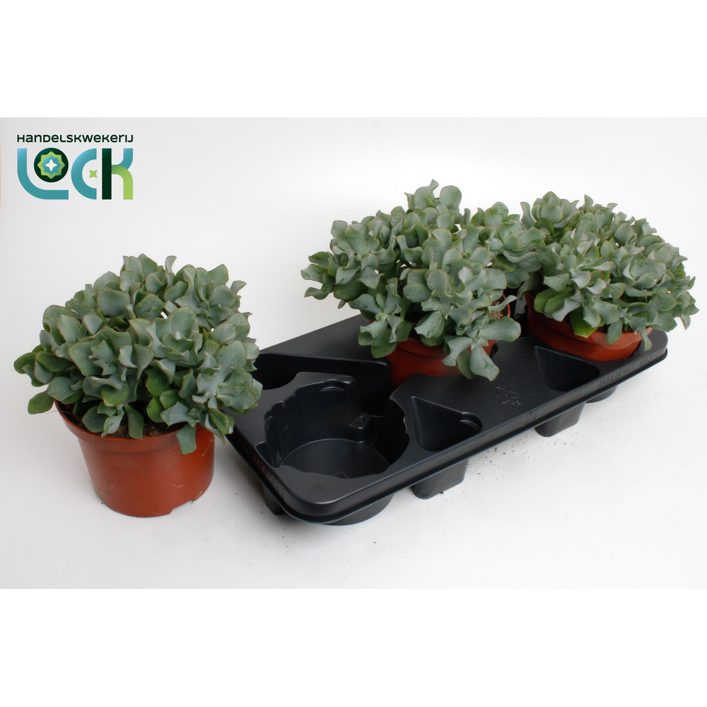 Crassula Arborensis Cristaat.
