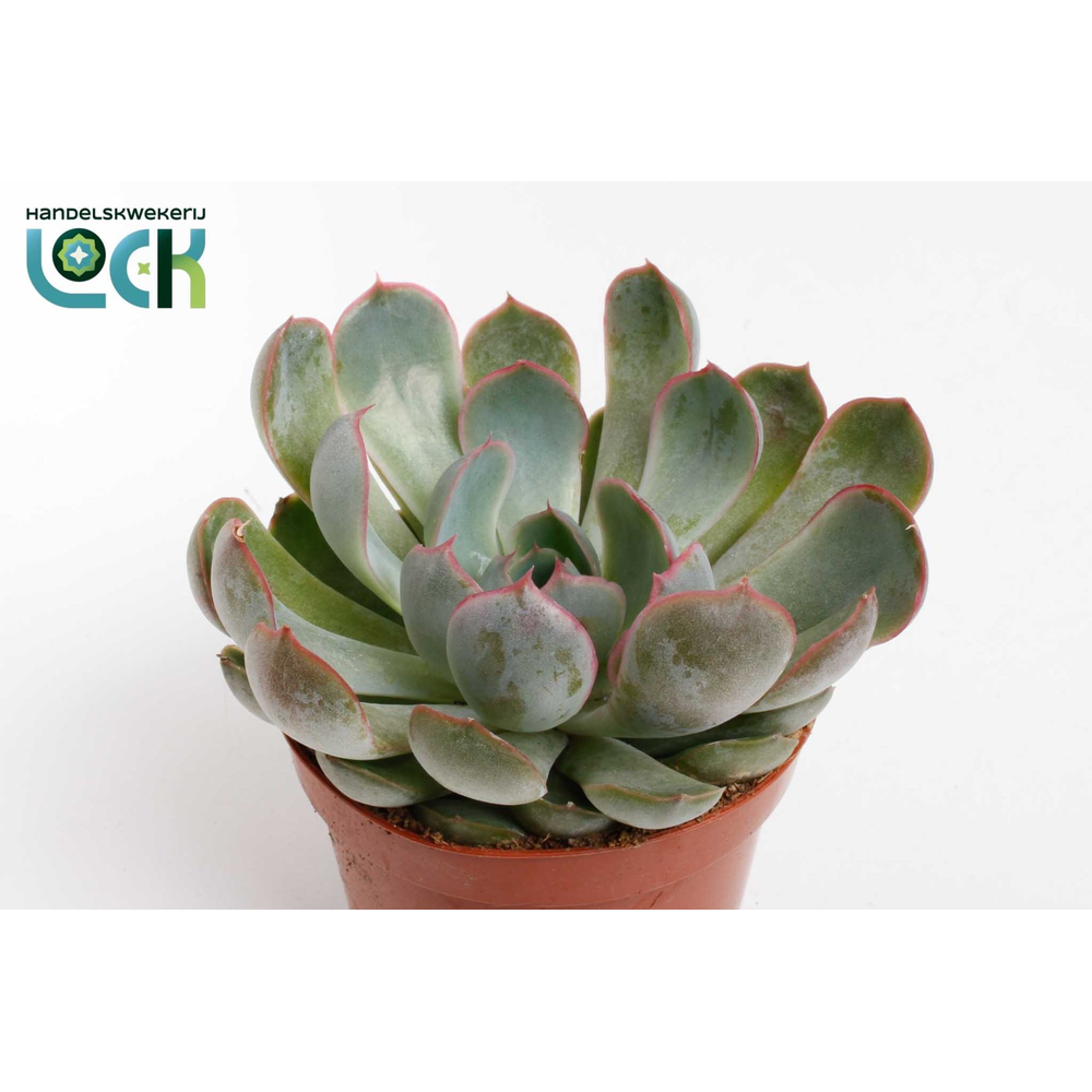 Echeveria Apus.