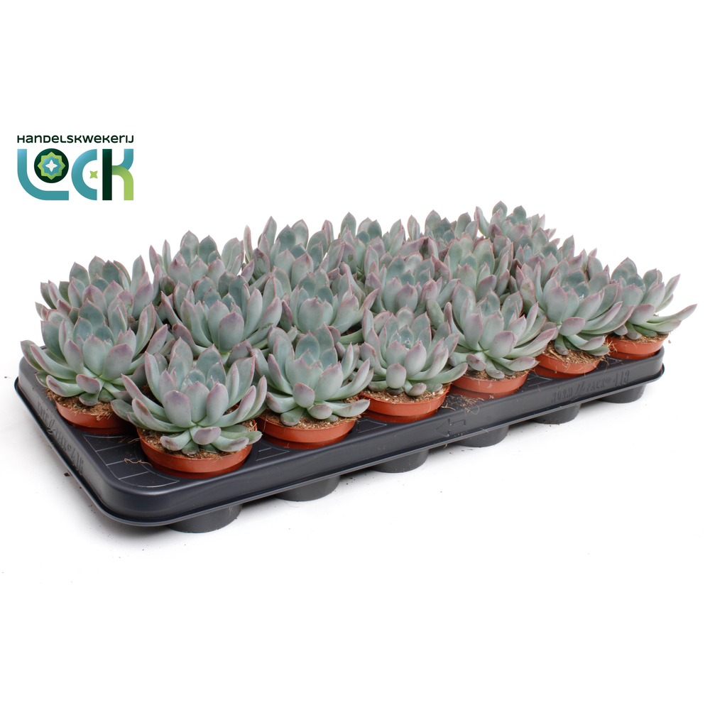 Echeveria Pulidonis.