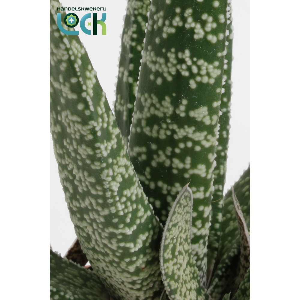 Gasteria Carinata Big Ben.