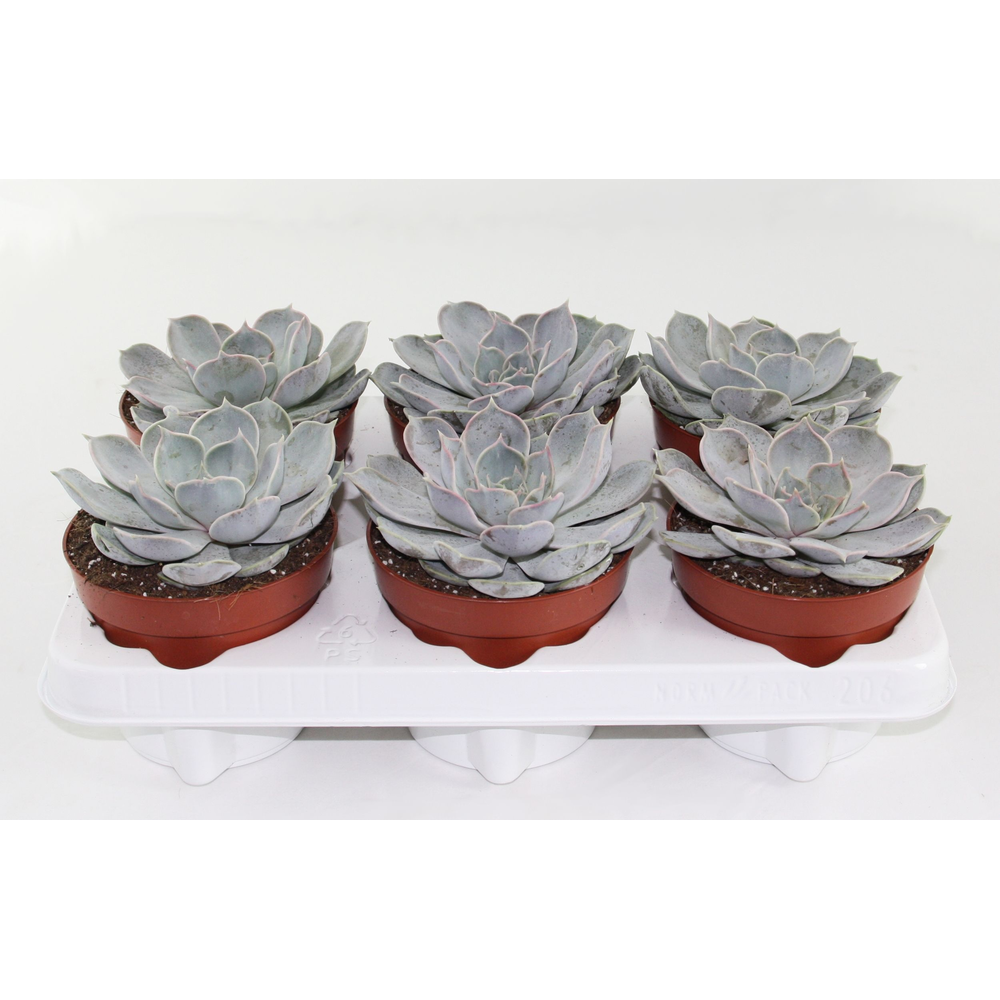Echeveria Runyonii.
