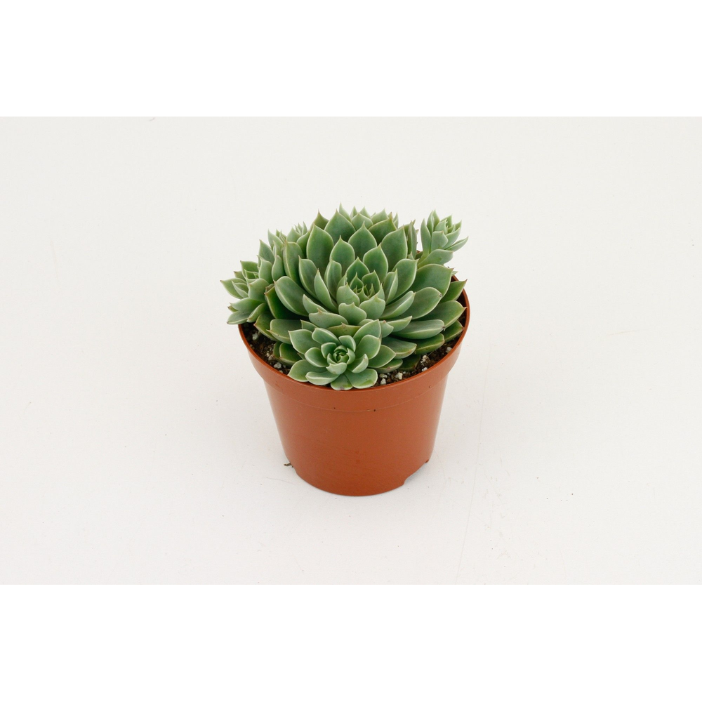 Echeveria Scorpio.