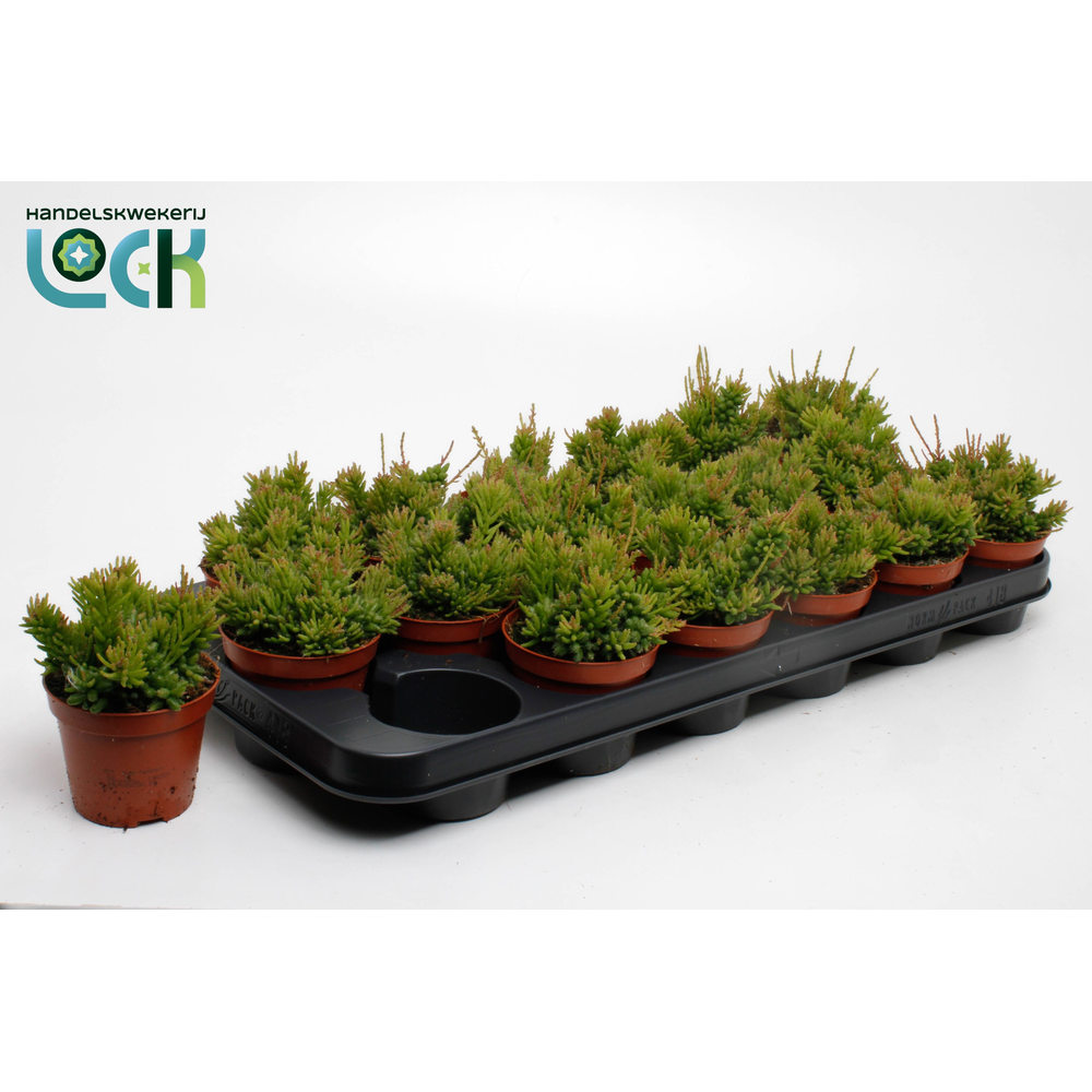 Rhipsalis Mesembryanthemoides.