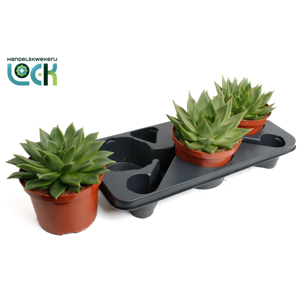 Echeveria Agavoides.