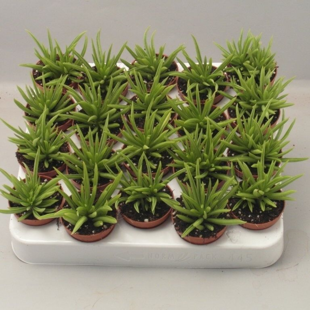 Peperomia Happy Bean.