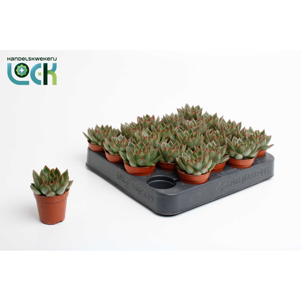 Echeveria Agavoides.