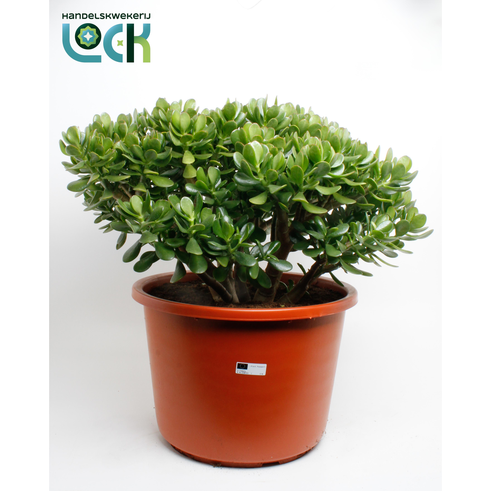 Crassula Argentea Ovata.