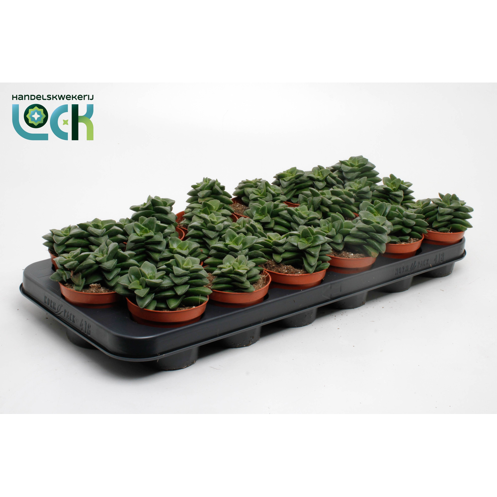 Crassula Spring Time.