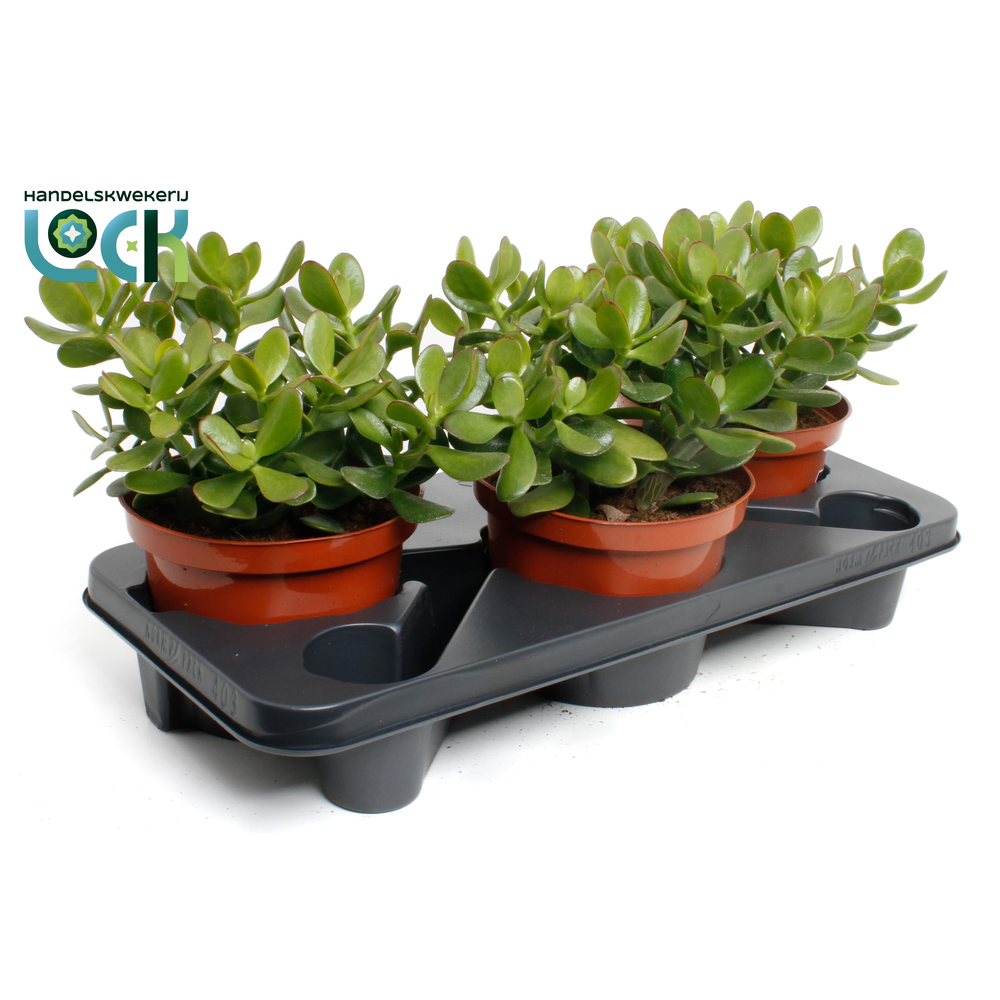 Crassula Argentea Ovata.