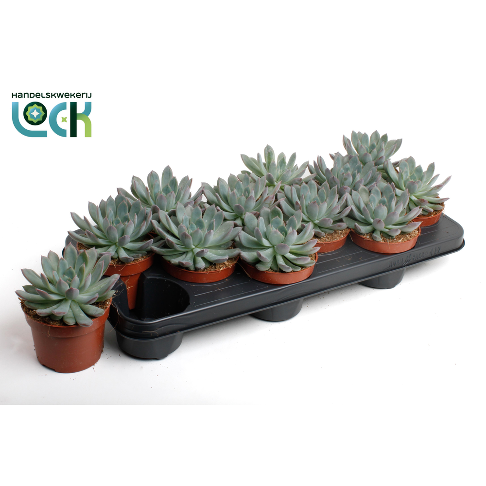 Echeveria Pelisuda.