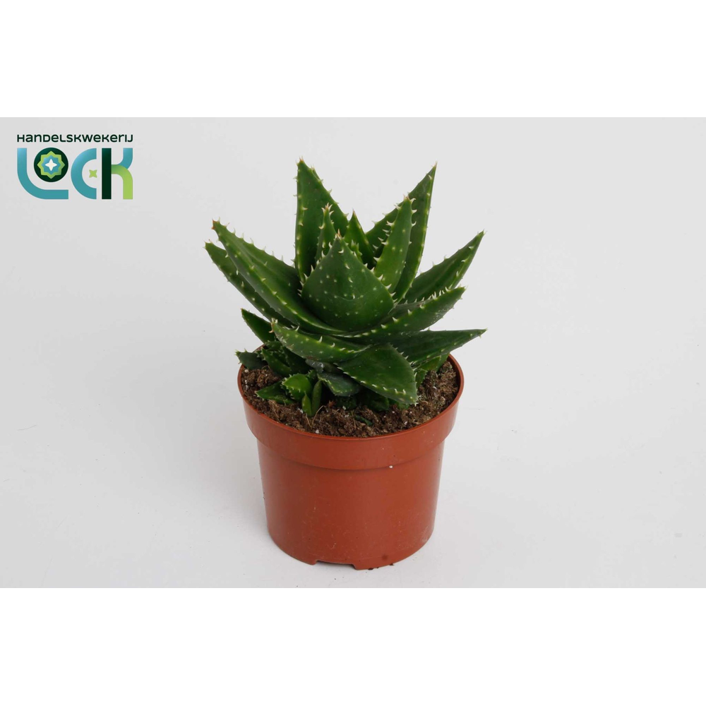 Aloë Mitriformis (perfoliata).