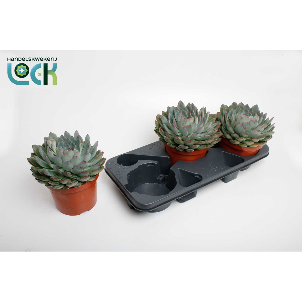 Echeveria Pelisuda.